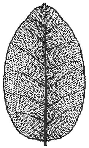 Simulation and visualization of adapting venation patterns