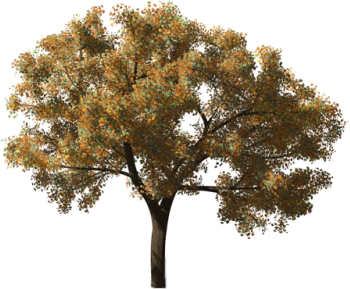 Sketch-based Tree Modeling Using Markov Random Field