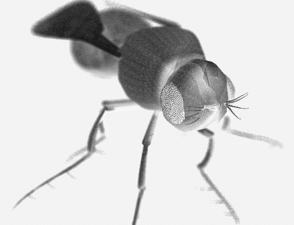 Interaktiv modellering av komplekse naturlige objekter