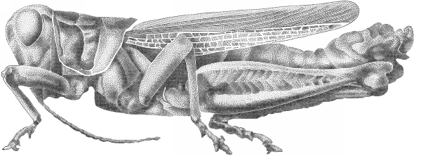 Floating Points: A Method for Computing Stipple Drawings