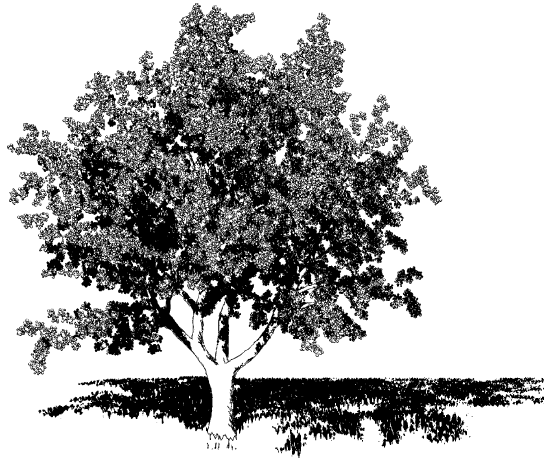 A framework for geometry generation and rendering of plants with applications in landscape architecture