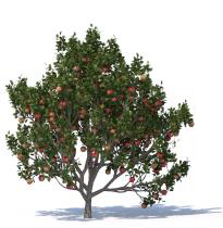 Adaptive Billboard Clouds for Botanical Tree Models