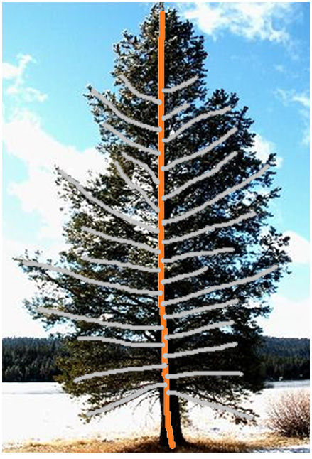 Modeling and Generating Moving Trees from Video
