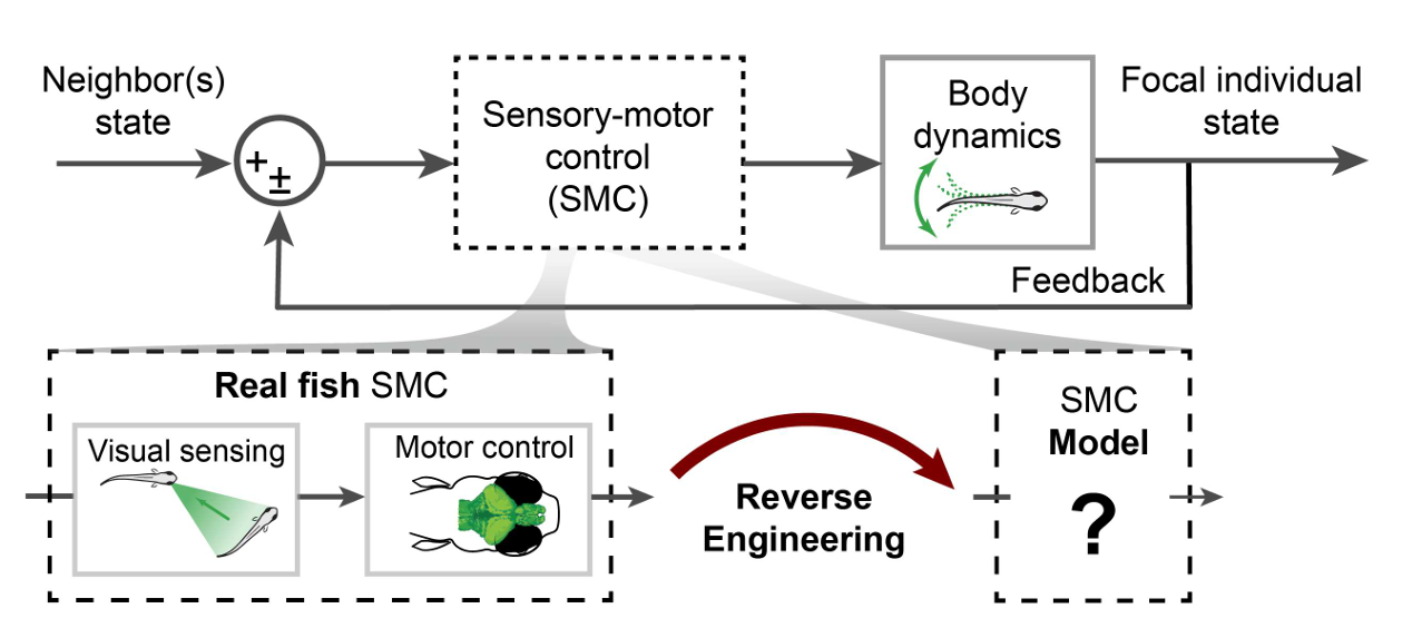 Teaser of Reverse engineering the control law for schooling in zebrafish using virtual reality