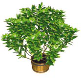 Interactive Modeling of Plants