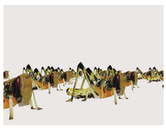 The behavioral mechanisms governing collective motion in swarming locusts