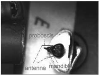 Automatic framework for tracking honeybeeś antennae and mouthparts from low framerate video