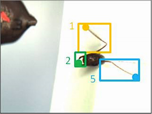 Automated tracking and analysis of behavior in restrained insects