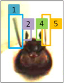 Interactive Tracking of Insect Posture
