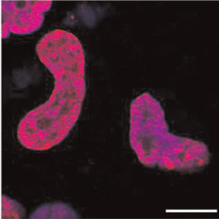 Extensive Transcriptional Regulation of Chromatin Modifiers during Human Neurodevelopment
